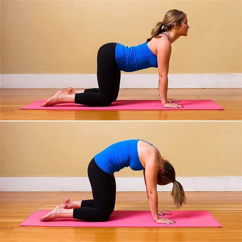Cat Cow Exercises For Back Pain | Best Exercises To Avoid Back Pain | Dr. Sanyam Jain Cat Cow Exercises For Back Pain | Best Exercises To Avoid Back Pain | Dr. Sanyam Jain